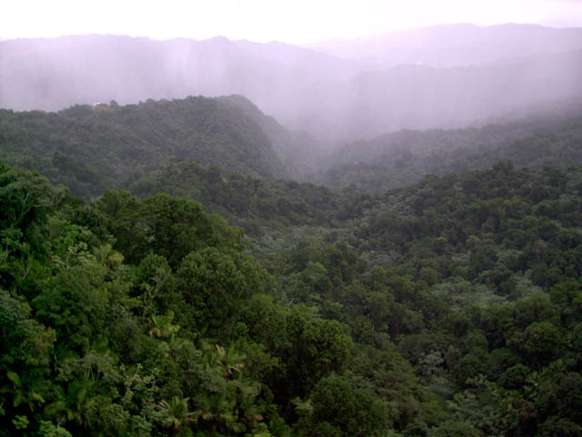 El Yunque Rain Forest-Puerto Rico
